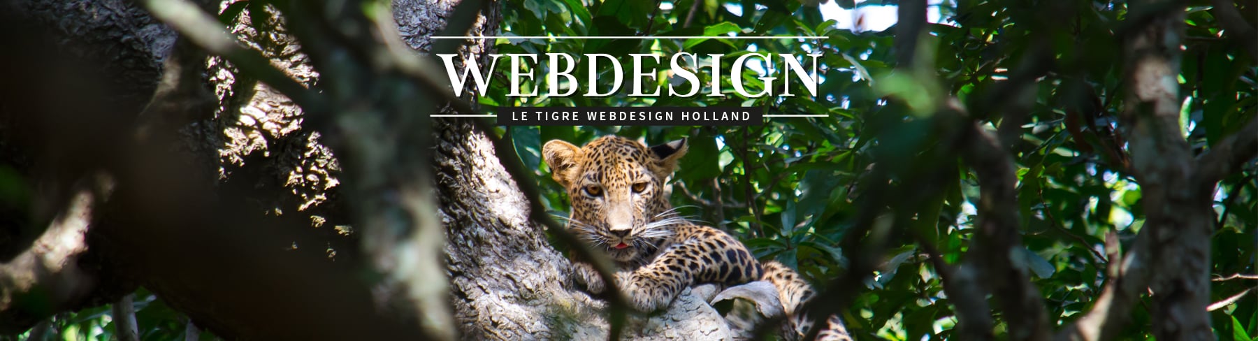 webdesign holland
