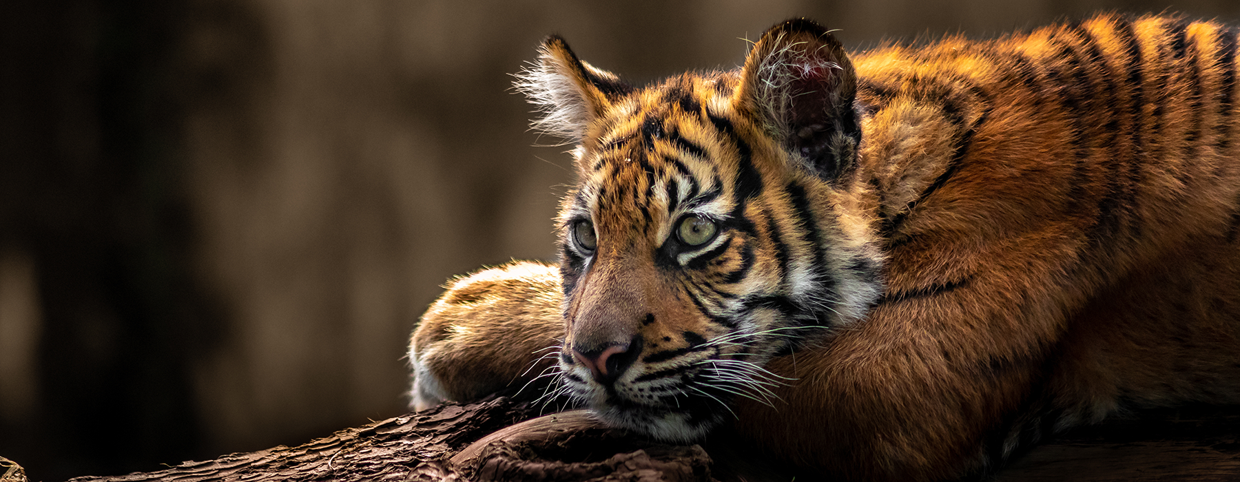 Webdesign Holland sponsort IFAW